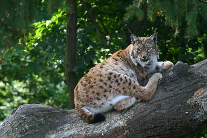 Alpenzoo Innsbruck-Tirol