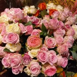 Blumen Hajny